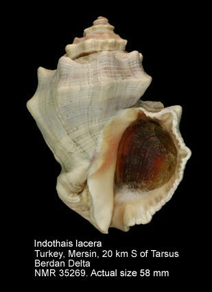 Indothais lacera.jpg - Indothais lacera(Born,1778)